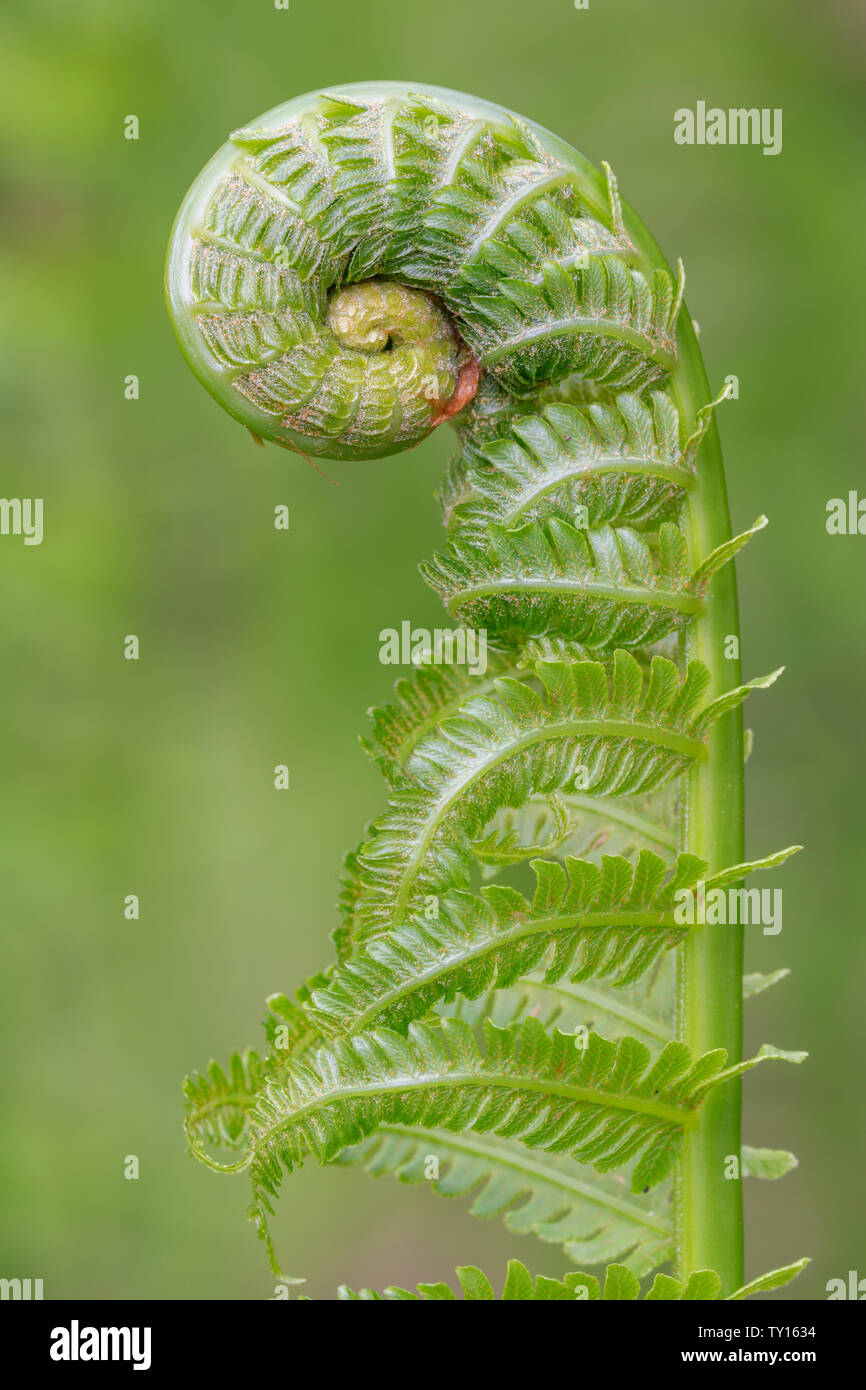 Zimt Farn (Osmundastrum cinnamomeum) Wedel (oder fiddleheads) Entfaltung und frühen Frühling, E. in USA, von Dominique Braud/Dembinsky Foto Assoc Stockfoto