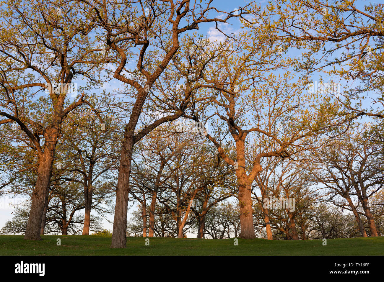 Weiße Eichen (Quercus alba), Frühling, Mai, Minnesota, USA, von Dominique Braud/Dembinsky Foto Assoc Stockfoto