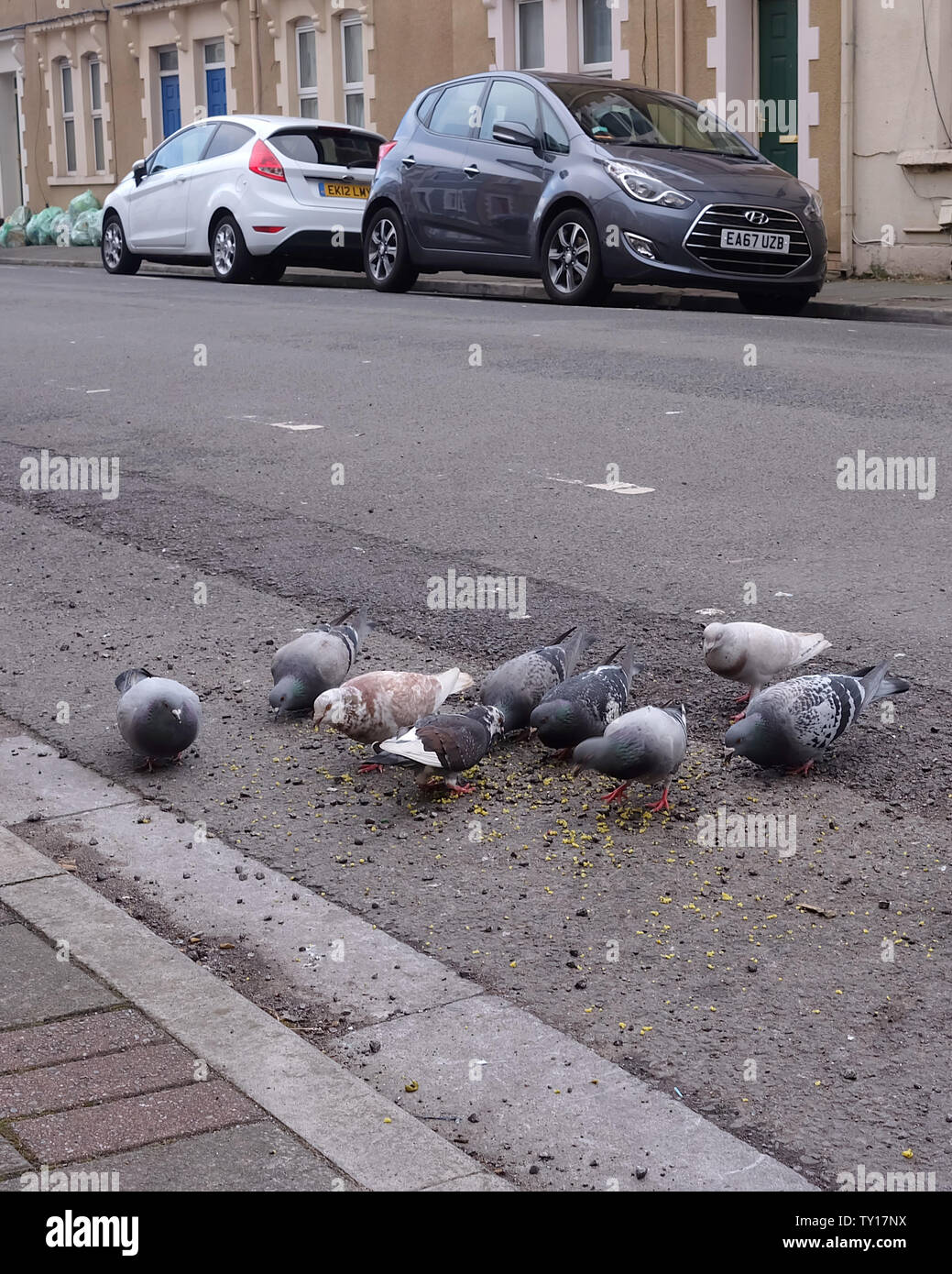 April 2019 - Tauben Fütterung auf Leckage und Abfälle aus der Mülleimer Papierkorb auf der Seite der Straße. Stockfoto