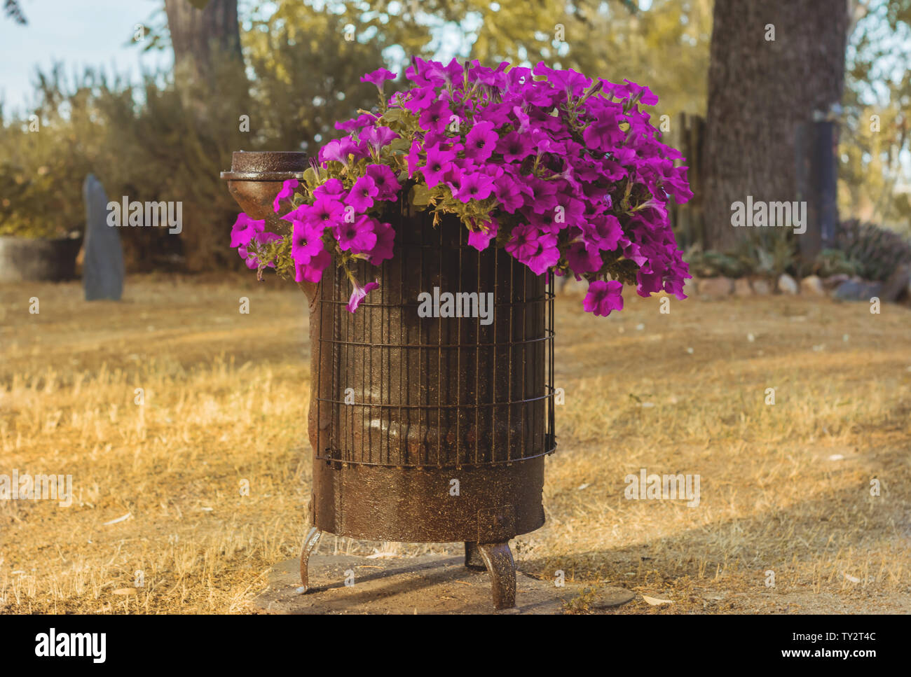 Violett Petunie in einem eisernen Topf in den Garten bei Sonnenuntergang. Garten Blumen Stockfoto