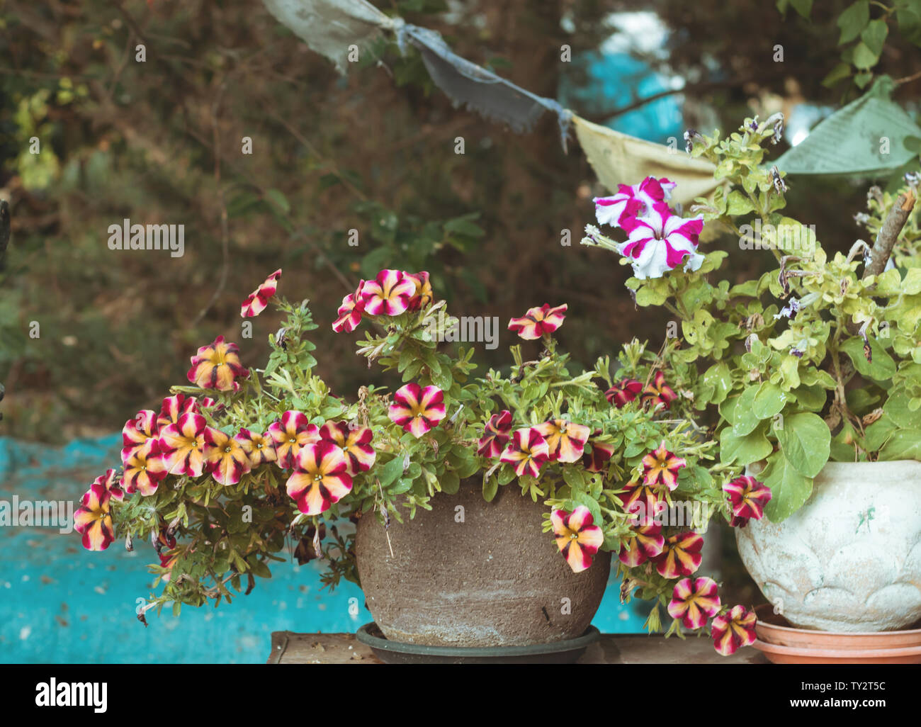 Lila und Weiß Petunie im Tontopf. Garten Blumen Stockfoto