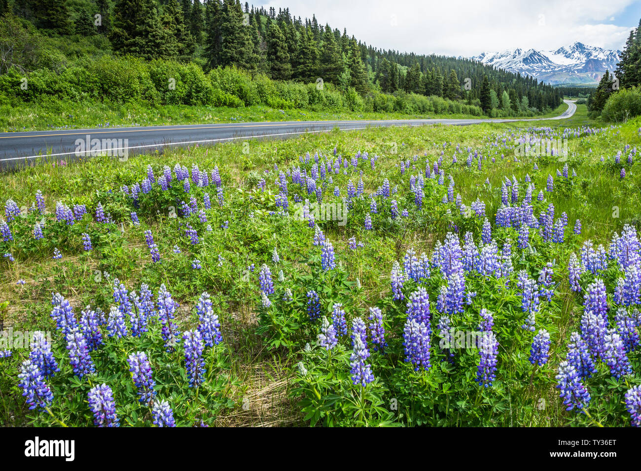 Fahrt entlang der Richardson Highway im Juni, die Straße ist mit lila Lupinen Wildblumen gesäumt. Frühling in Alaska. Stockfoto