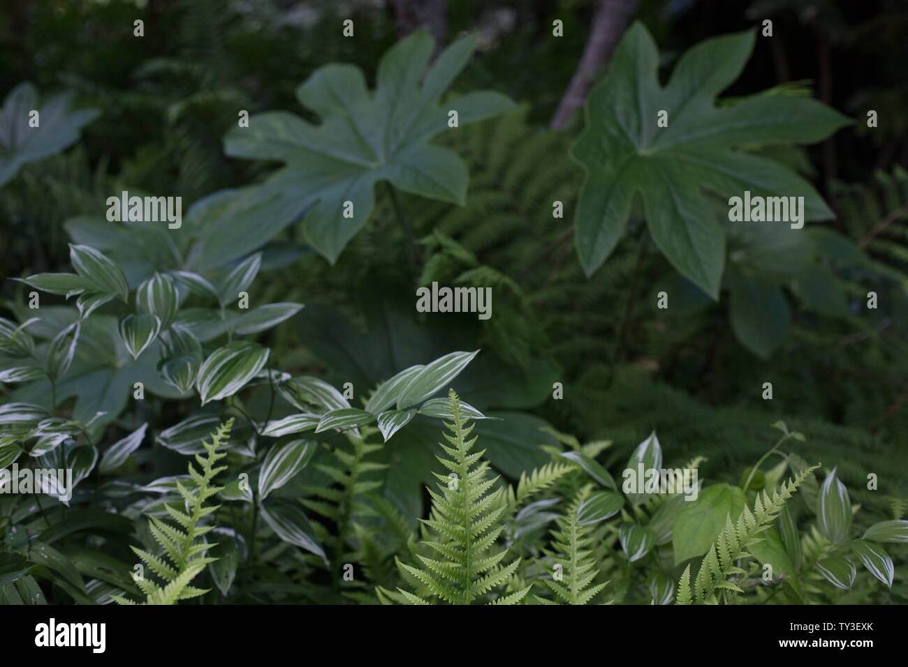 Farne und andere grüne Pflanzen in einem schattigen Garten. Stockfoto