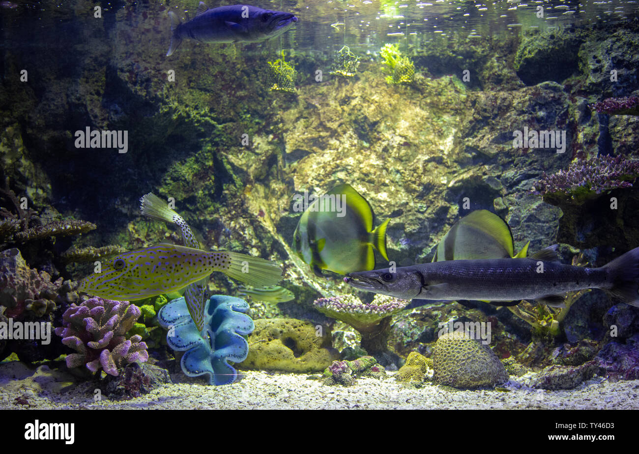 Fische schwimmen im Aquarium Tank Stockfoto