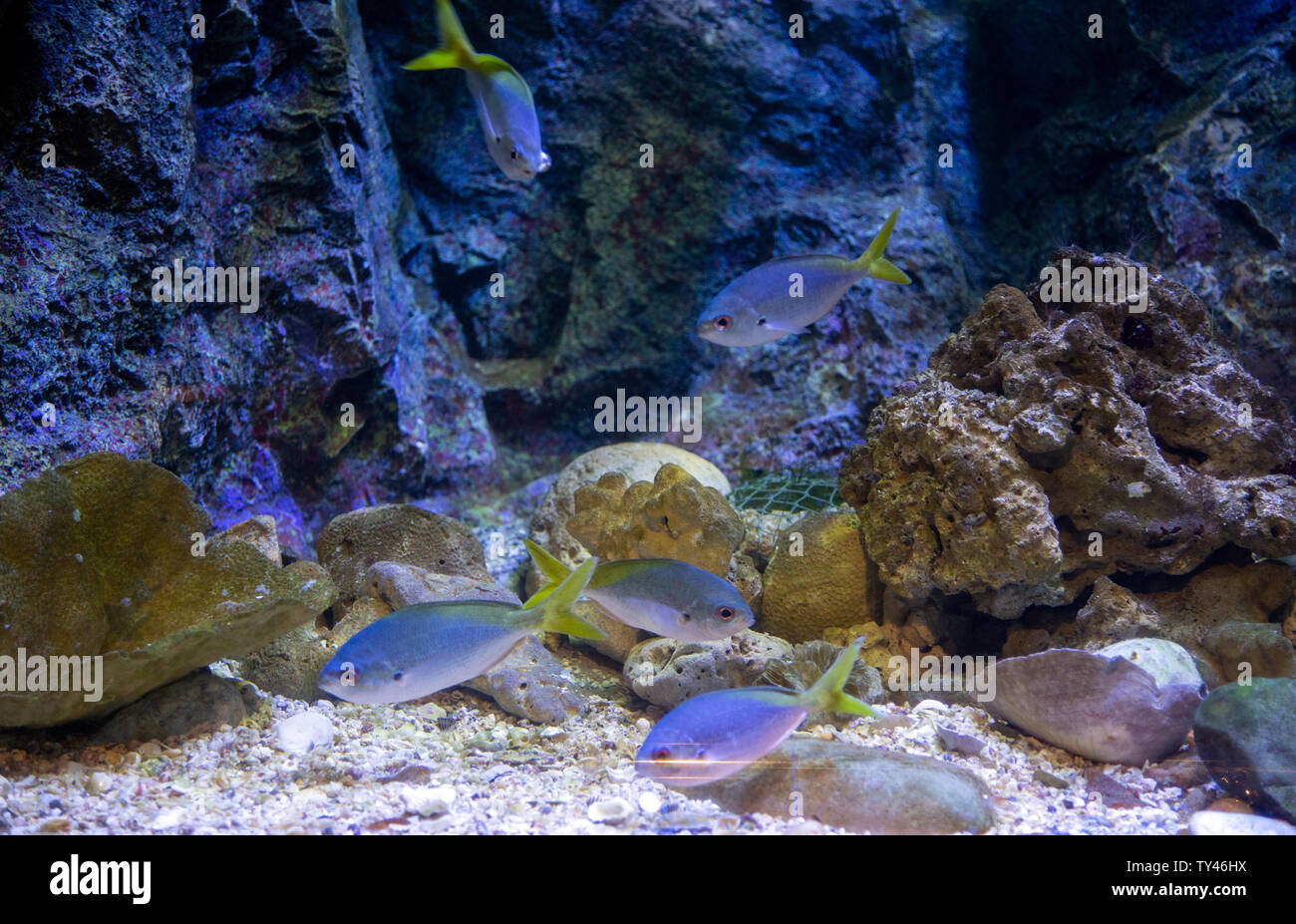 Fische schwimmen im Aquarium Tank Stockfoto