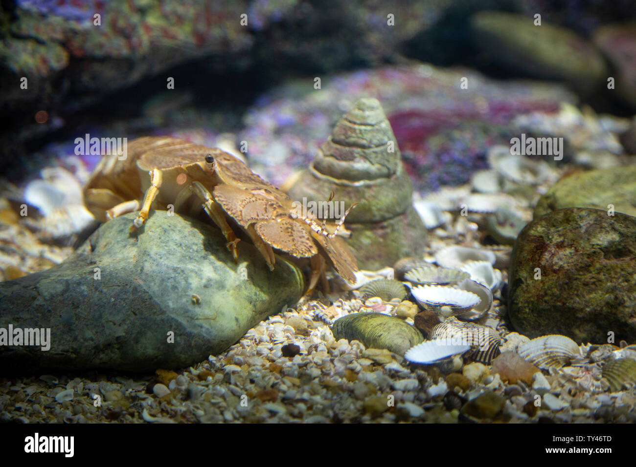 Orange mantis shrimp Walking im Aquarium Stockfoto