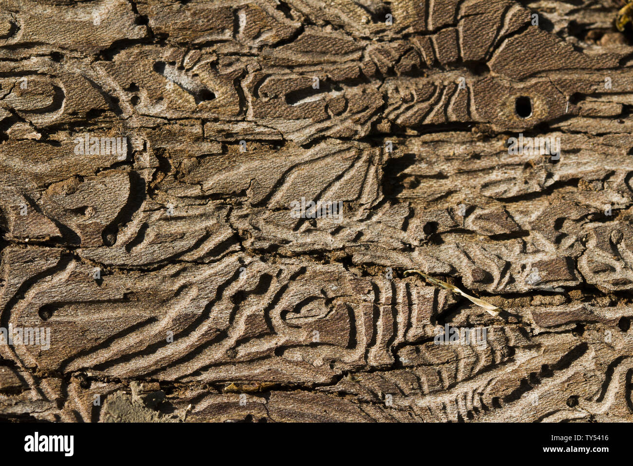 Detaillierte Ansicht von einem toten Baum und seinem Stamm nach dem Verlust der Rinde. natürliche Hintergründe, borkenkäfer Textur auf Holz. Auf Baumstamm Muster Stockfoto