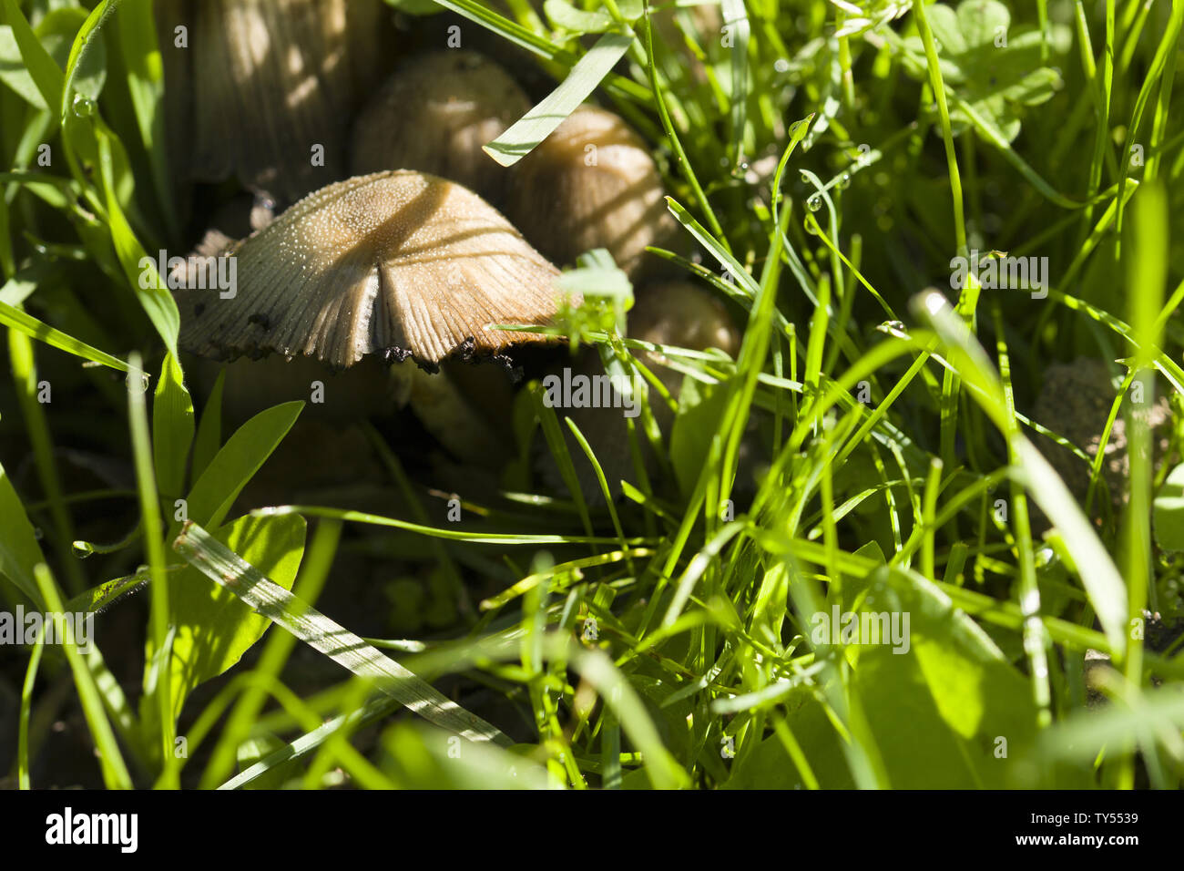 Pilz in den Wald. Stockfoto