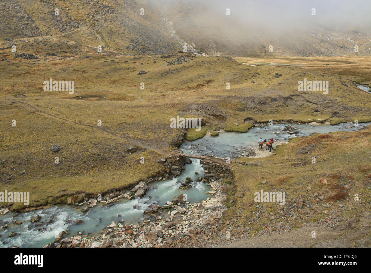 Pferde die Chacolpaya River Crossing, Cordillera Real Traverse, Bolivien Stockfoto