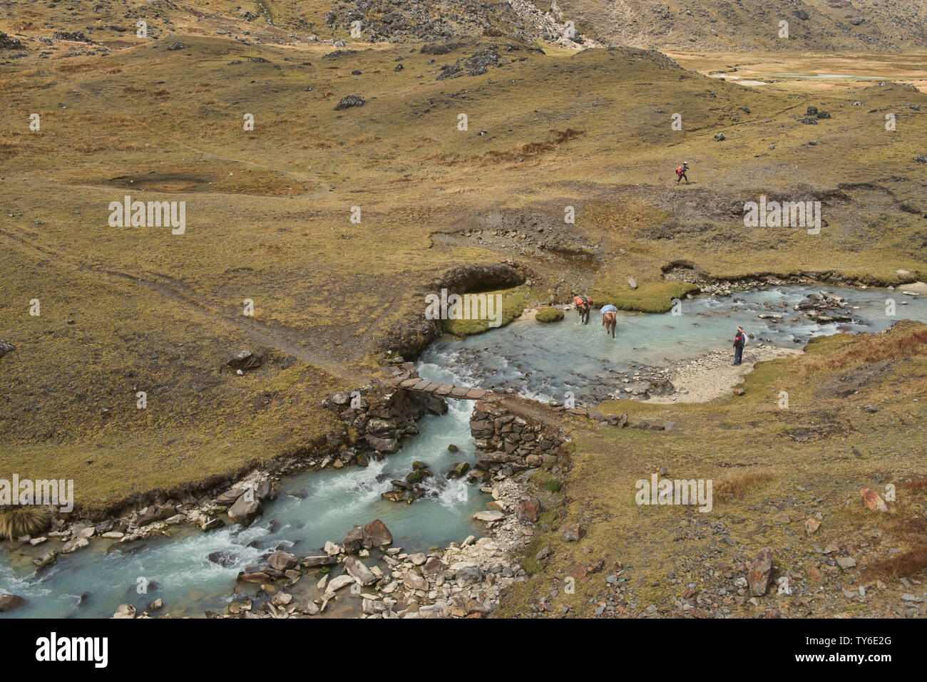 Pferde die Chacolpaya River Crossing, Cordillera Real Traverse, Bolivien Stockfoto