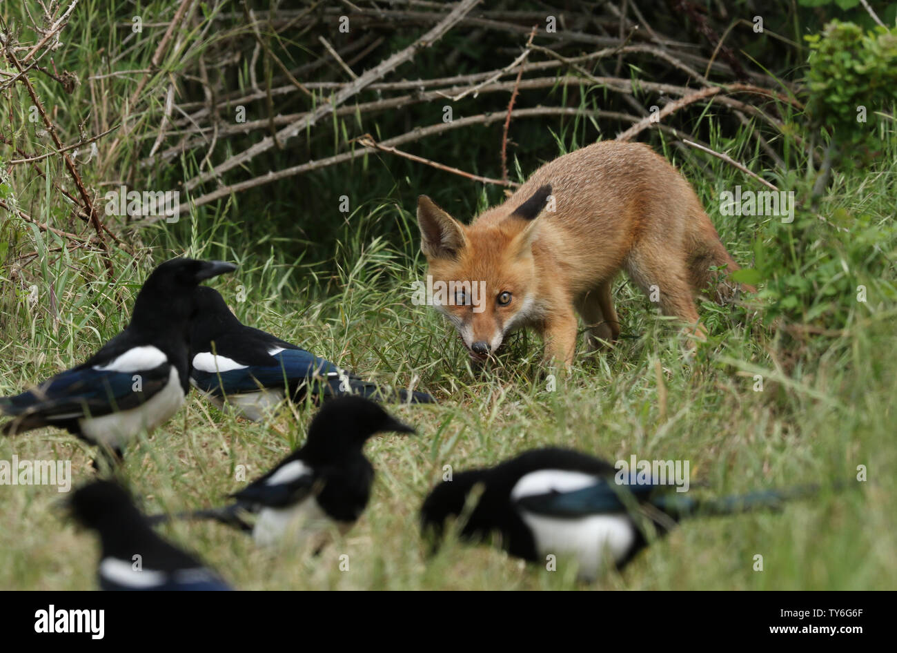 Ein niedliches Wild Red Fox Cub, Vulpes vulpes, Fütterung im hohen Gras an den Eingang der Höhle. Es wird von Elstern, die jeder opport nehmen beobachtete Stockfoto