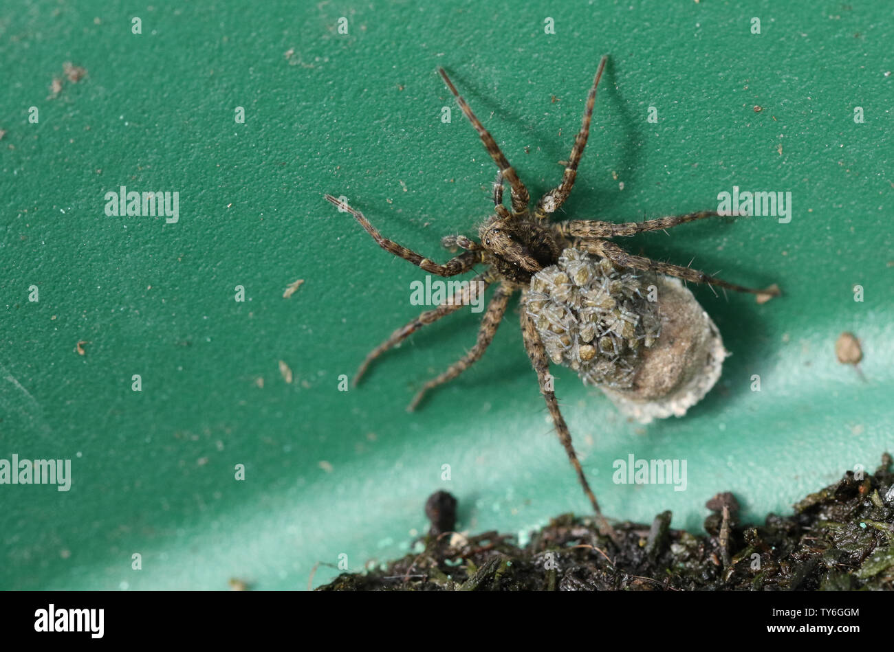 Eine herrliche Wolf Spider, Pardosa, tragen ihre Babys auf dem Rücken. Stockfoto
