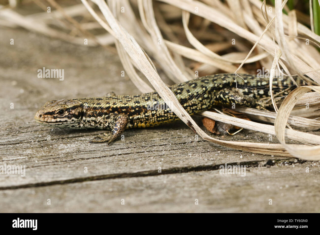 Eine atemberaubende Gemeinsame Eidechse, Zootoca vivipara, Aufwärmphase über einen Holzsteg. Stockfoto