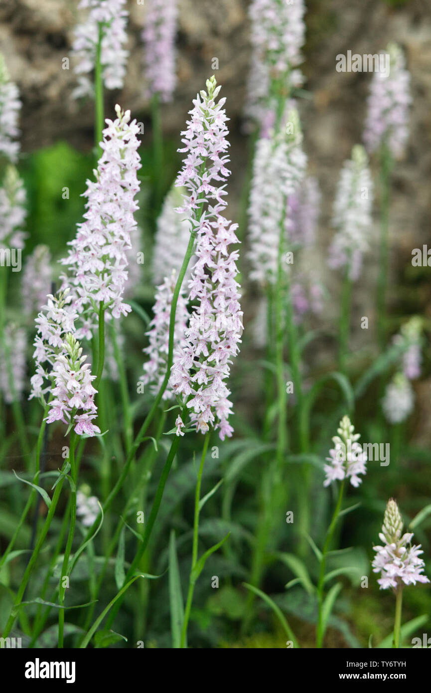 Dactylorhiza fuchsii, dekorative Marsh orchid Stockfoto