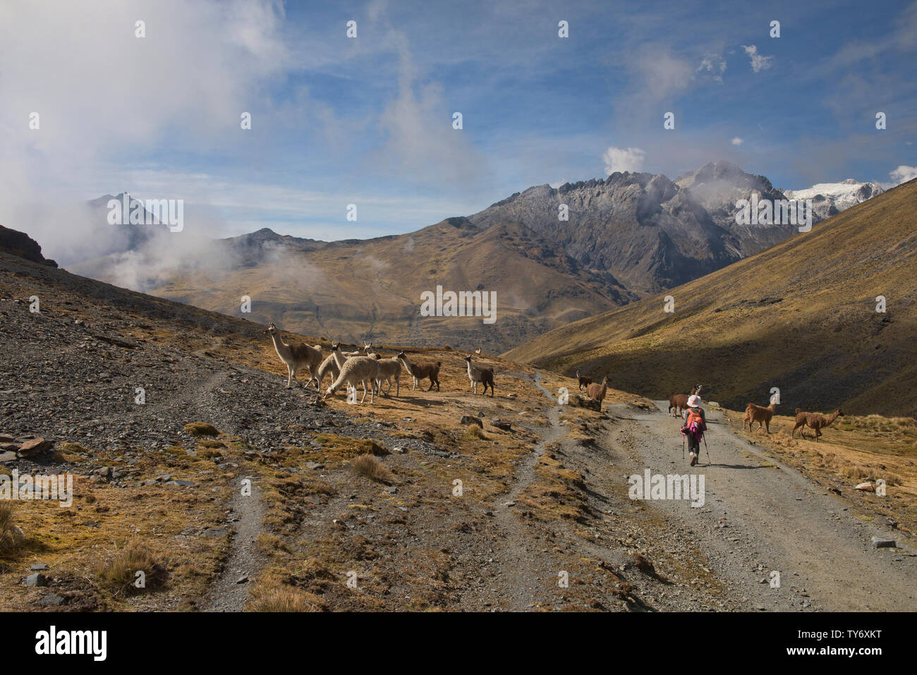 Trekking unter Lamas auf der Cordillera Real Traverse, Bolivien Stockfoto
