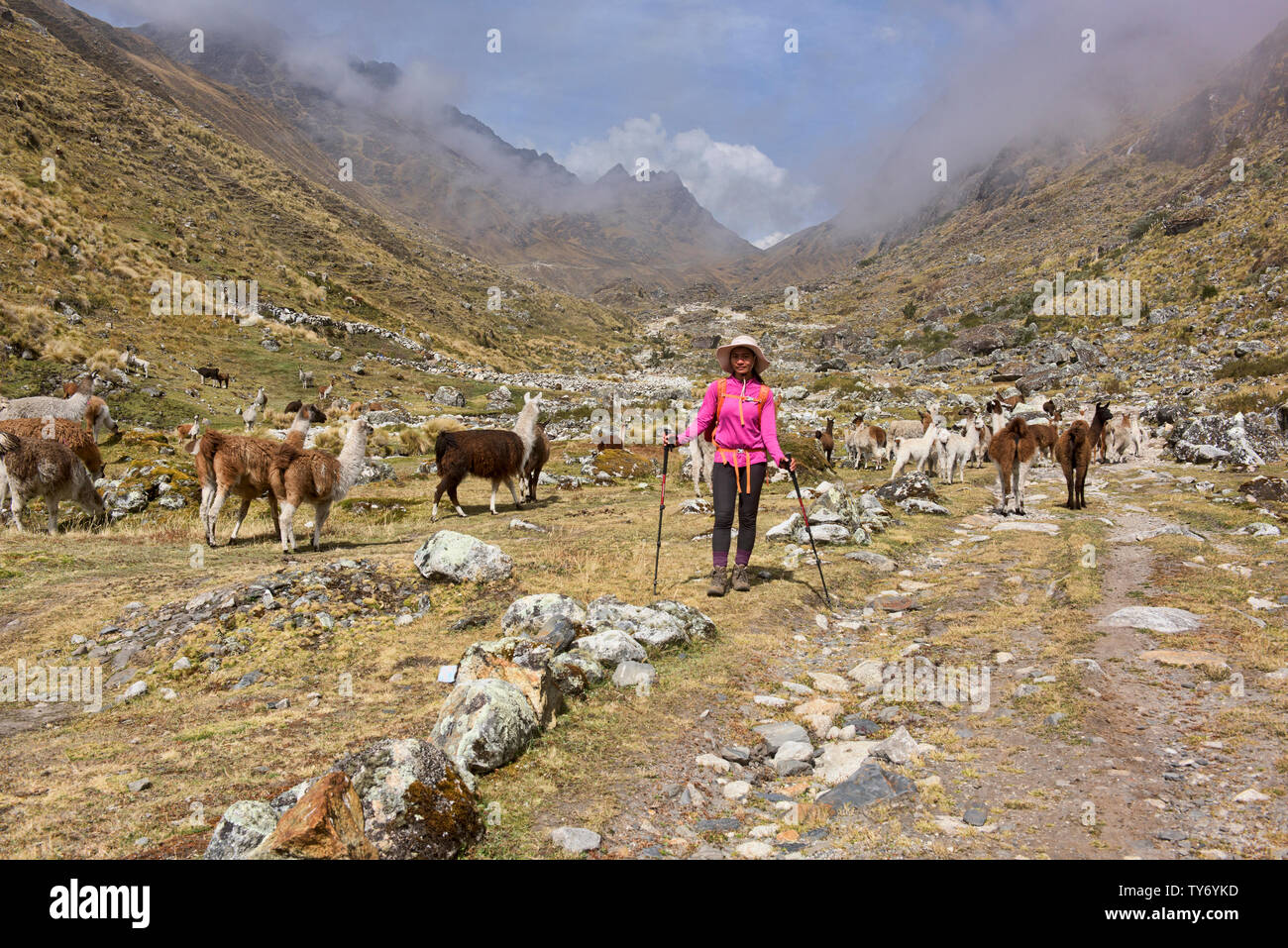 Trekking unter Lamas auf der Cordillera Real Traverse, Bolivien Stockfoto