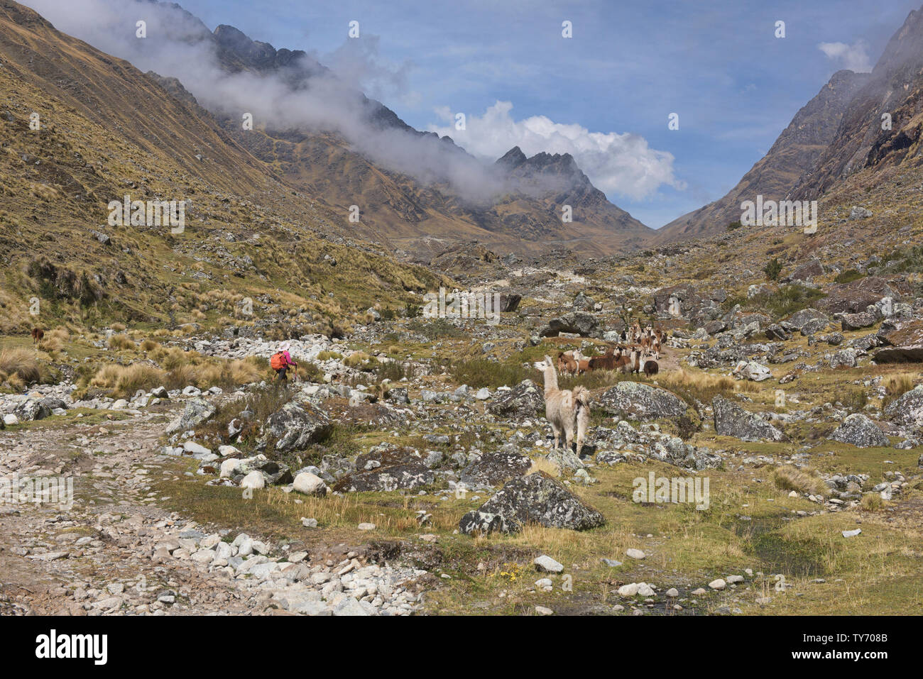 Trekking unter Lamas auf der Cordillera Real Traverse, Bolivien Stockfoto