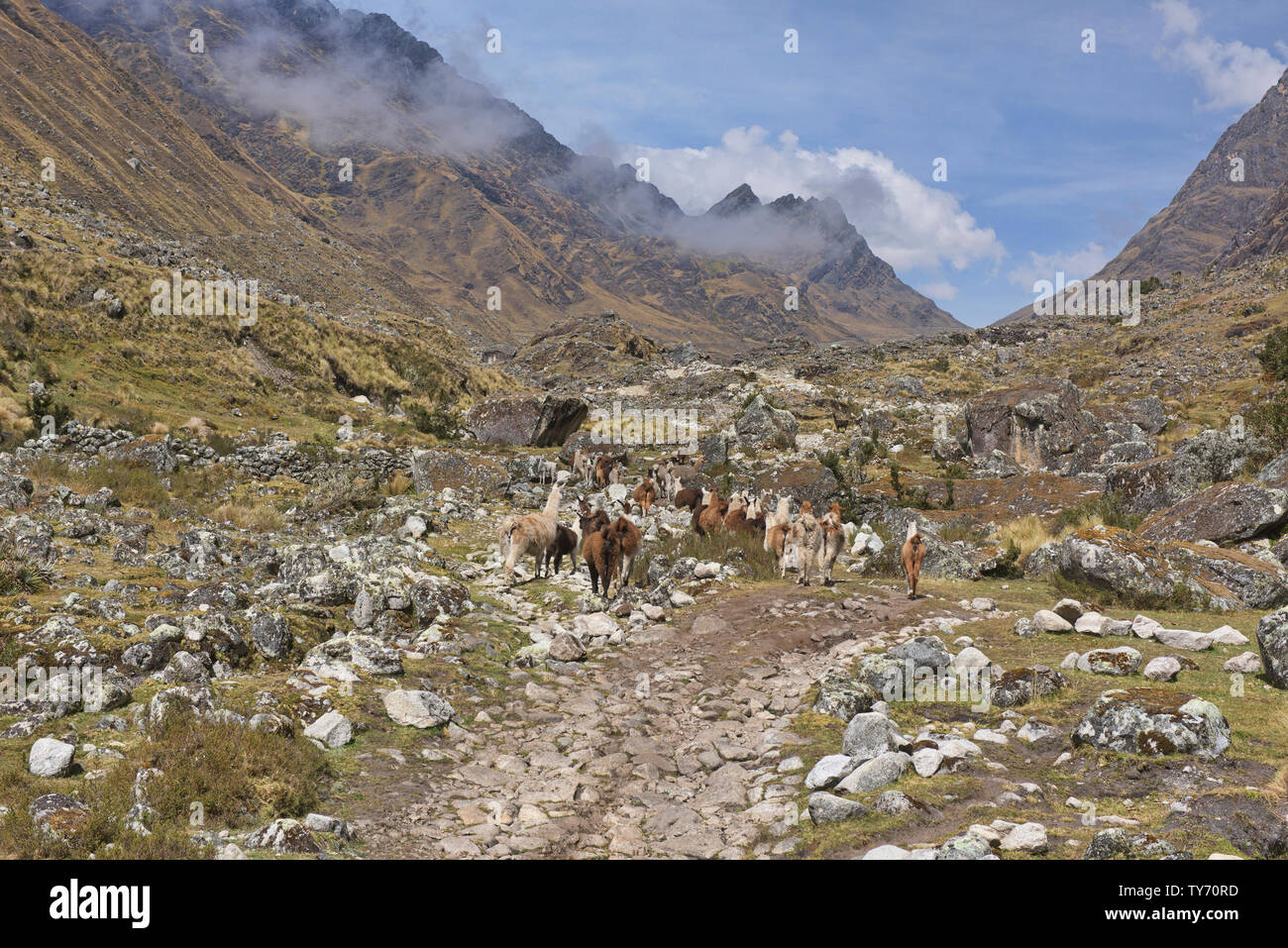 Trekking unter Lamas auf der Cordillera Real Traverse, Bolivien Stockfoto
