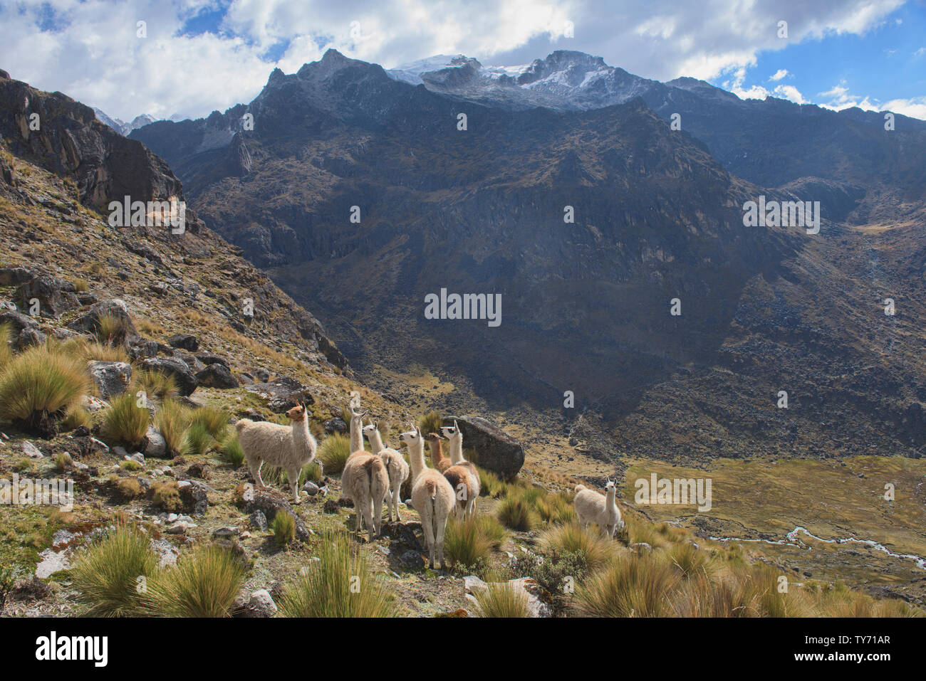 Lamas in den hohen Anden, Cordillera Real Traverse, Bolivien Stockfoto