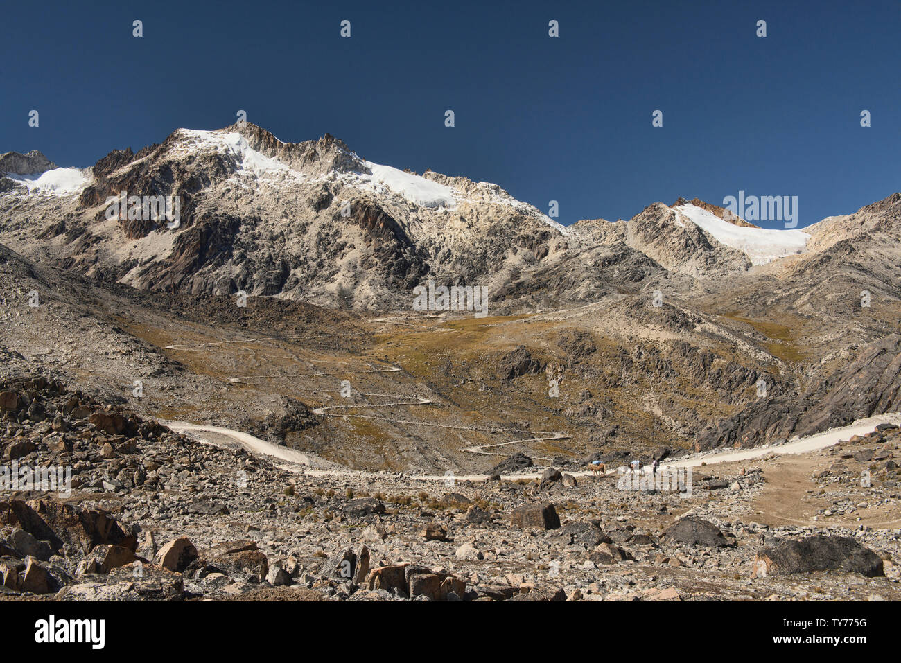 Maultiere Kreuzung Mullu Pass entlang der Cordillera Real Traverse, Bolivien Stockfoto