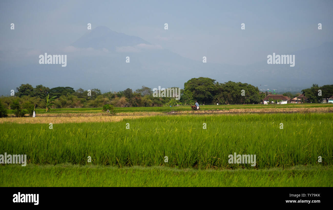 Tropische Landschaft Reisfelder, Berge, Palmen. Ackerland mit landwirtschaftlichen Kulturen in ländlichen Gebieten Java Indonesien Luftaufnahmen. Stockfoto