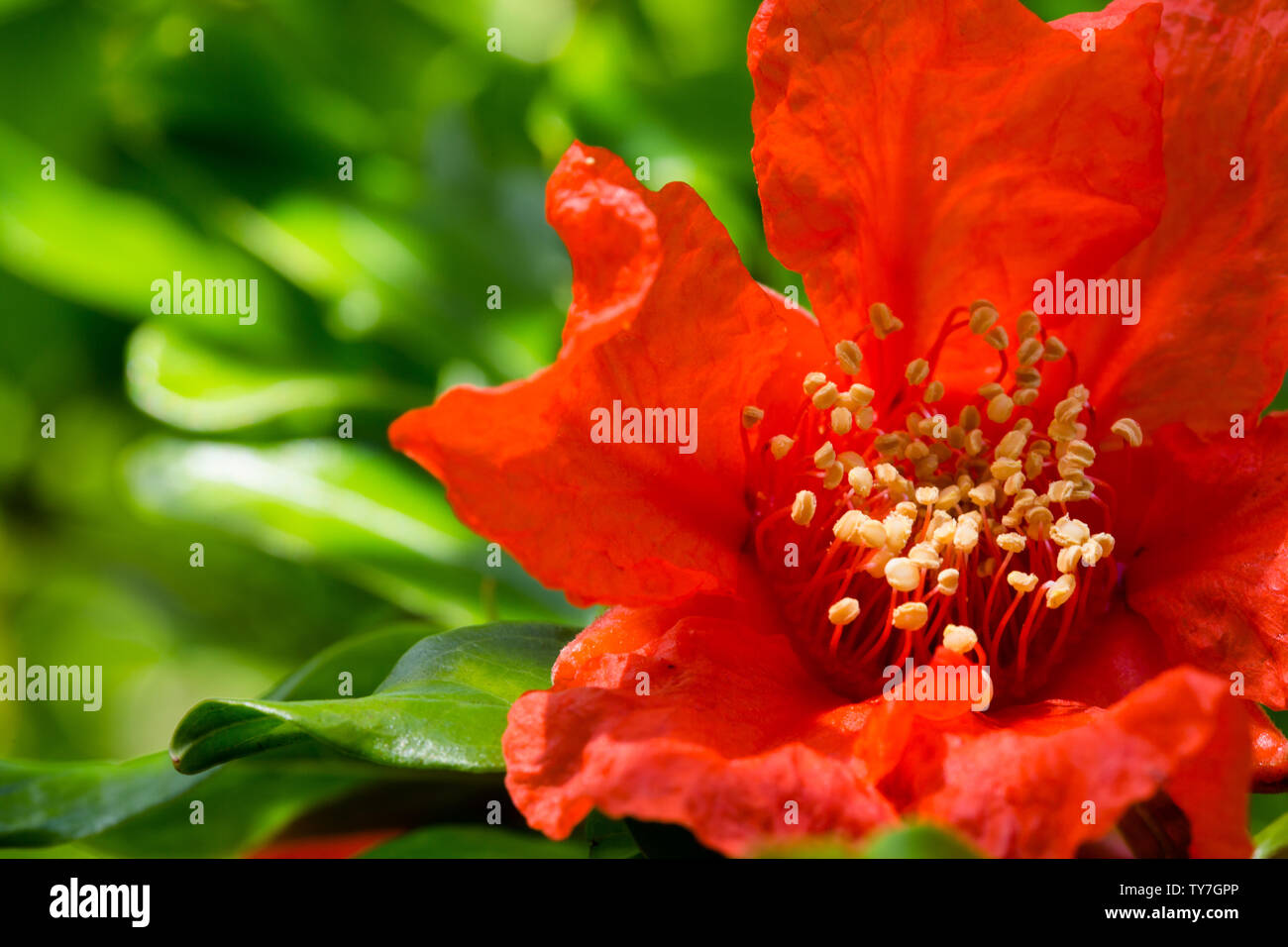 Atemberaubende leuchtend roten Blüten auf granatapfelbäumen Stockfoto