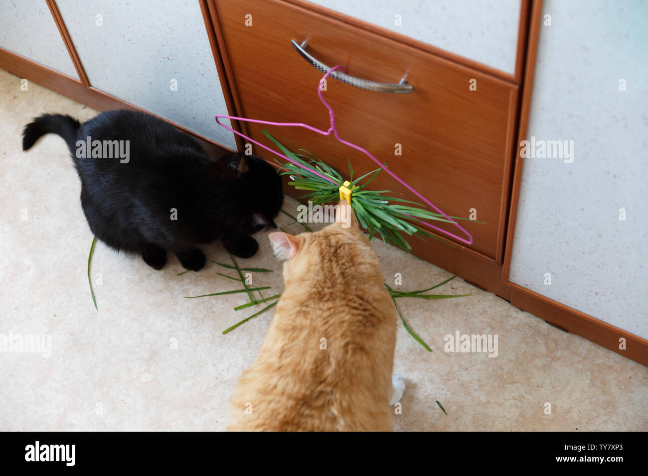 Sibirische Katze rot grün Gras fressen, grünes saftiges Gras für Katzen, gekeimten Hafer nützlich für Katzen Stockfoto