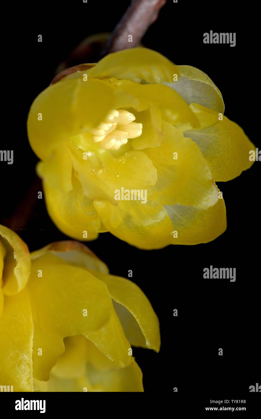 Plum flower Stockfoto