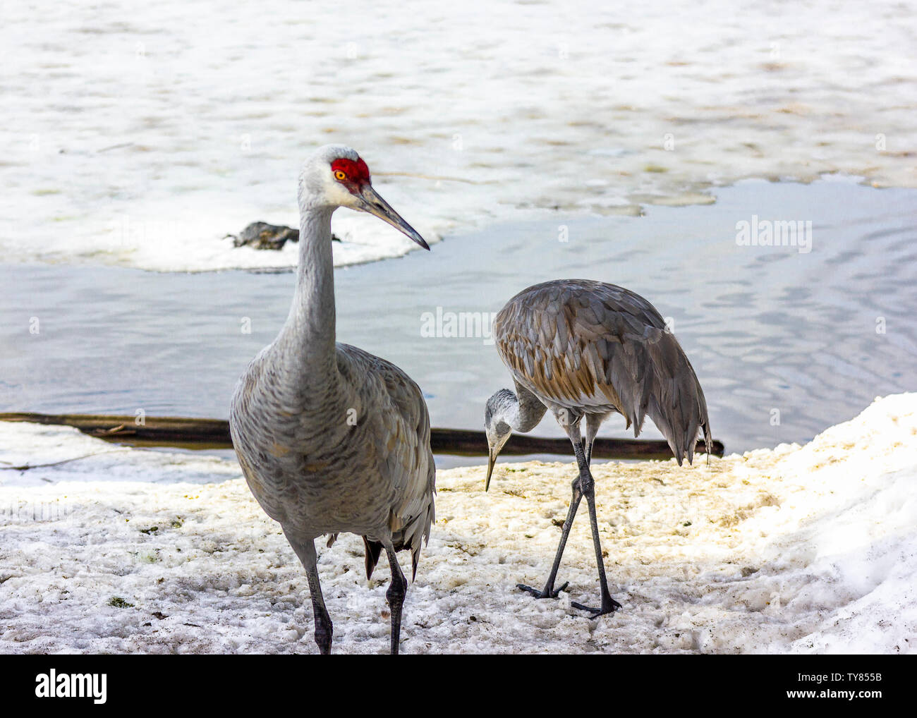 Sandhill-Kräne im Winter im Schnee. Erwachsene und Küken.Schnee-Hintergrund, ganz weiß. Intensives rotes Auge und gräulicher Körper, mit langen grauen Beinen und Schein. Stockfoto