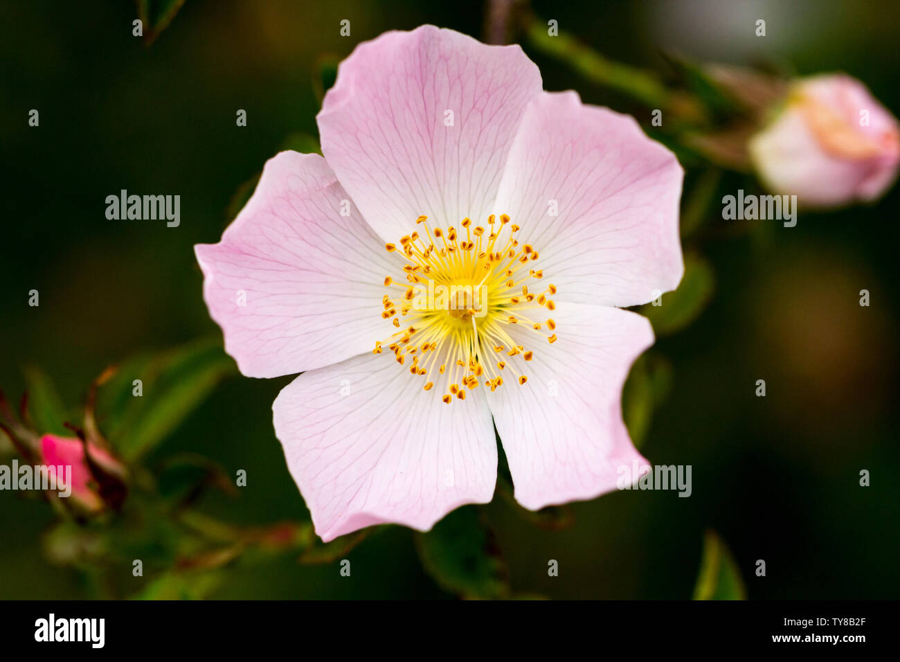 Rosa Canina, 'Dog Rose' Blume Nahaufnahme. Wildflower. Dorset, Großbritannien Stockfoto