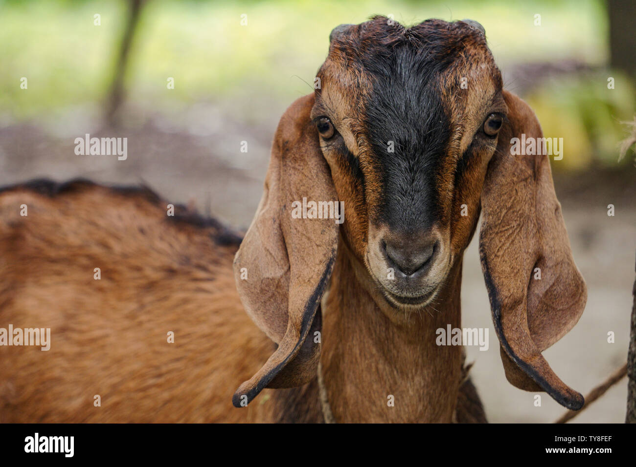 Ziege. Porträt einer Ziege auf einem Bauernhof im Dorf. Schöne Ziege, Smart Look. Stockfoto