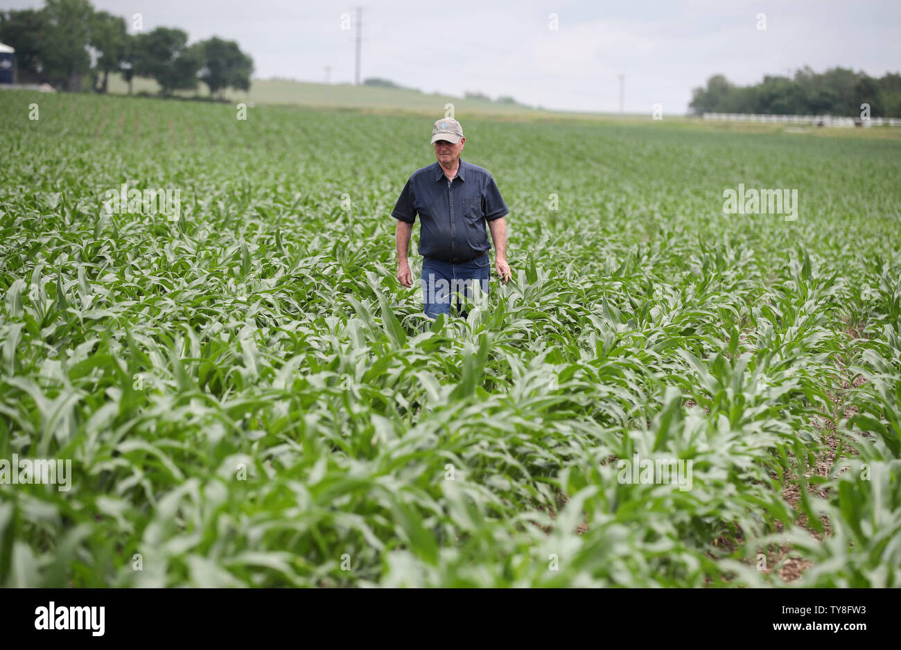 Atlantik, USA. Juni, 2019 18. Bauernhof Inhaber Bill Pellett prüft sein maisfeld in seiner Familie Bauernhof im Atlantik, einer kleinen Stadt im mittleren Westen der Zustand von Iowa, USA, 18. Juni 2019. Von Rindern, die Zuführungen in Iowa zu Pecan Erzeuger in Georgia, USA die Landwirte sind sich Gedanken über weitere Schäden verursacht durch Unsicherheiten im Markt, die Spannungen zwischen den zwei größten Volkswirtschaften der Welt zu ziehen. Um mit der Funktion: US-Landwirte durch Schäden, die durch die Unsicherheiten der Credit: Wang Ying/Xinhua/Alamy Leben Nachrichten verursacht frustriert Stockfoto