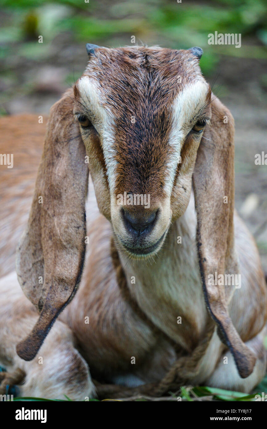 Schöne Ziege. Große Ohr Ziege. Schöne Farbe outdoor wildlife Tier portrait. Stockfoto