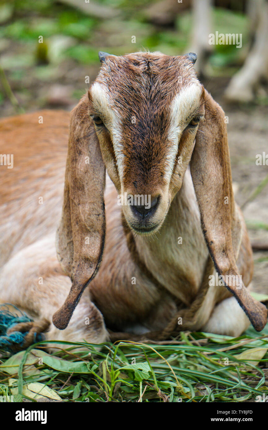 Schöne Ziege. Große Ohr Ziege. Ziege schaut neugierig. Schöne Farbe outdoor wildlife Tier portrait. Stockfoto