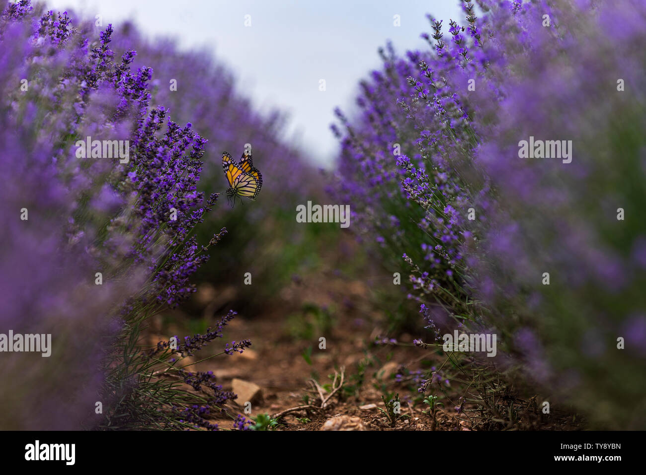 In der Nähe von Büschen von Lavendel Lila aromatischen Blüten im lavendelfeld Reihen Stockfoto