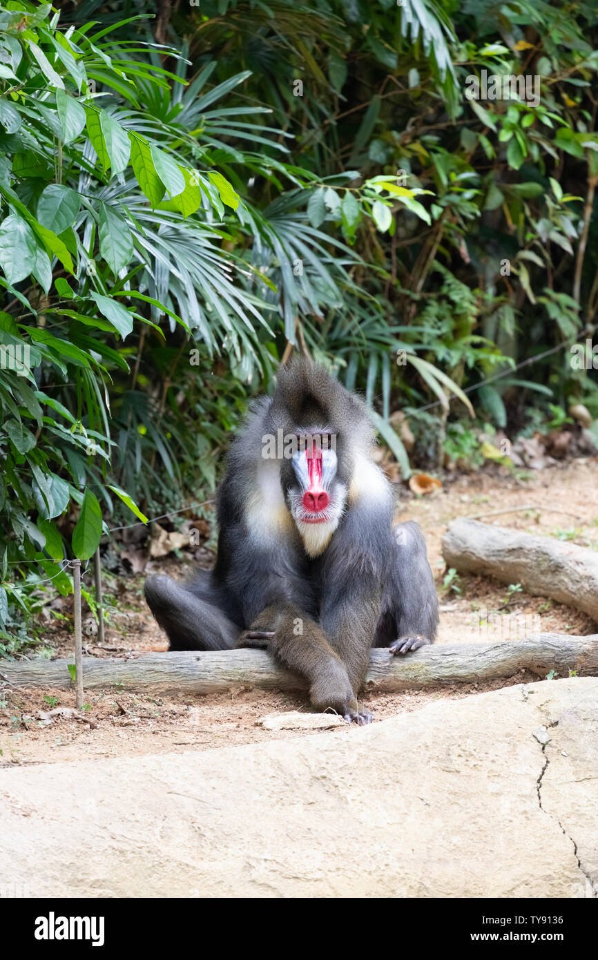 Mandrill ist ein Primat der Familie. Stockfoto