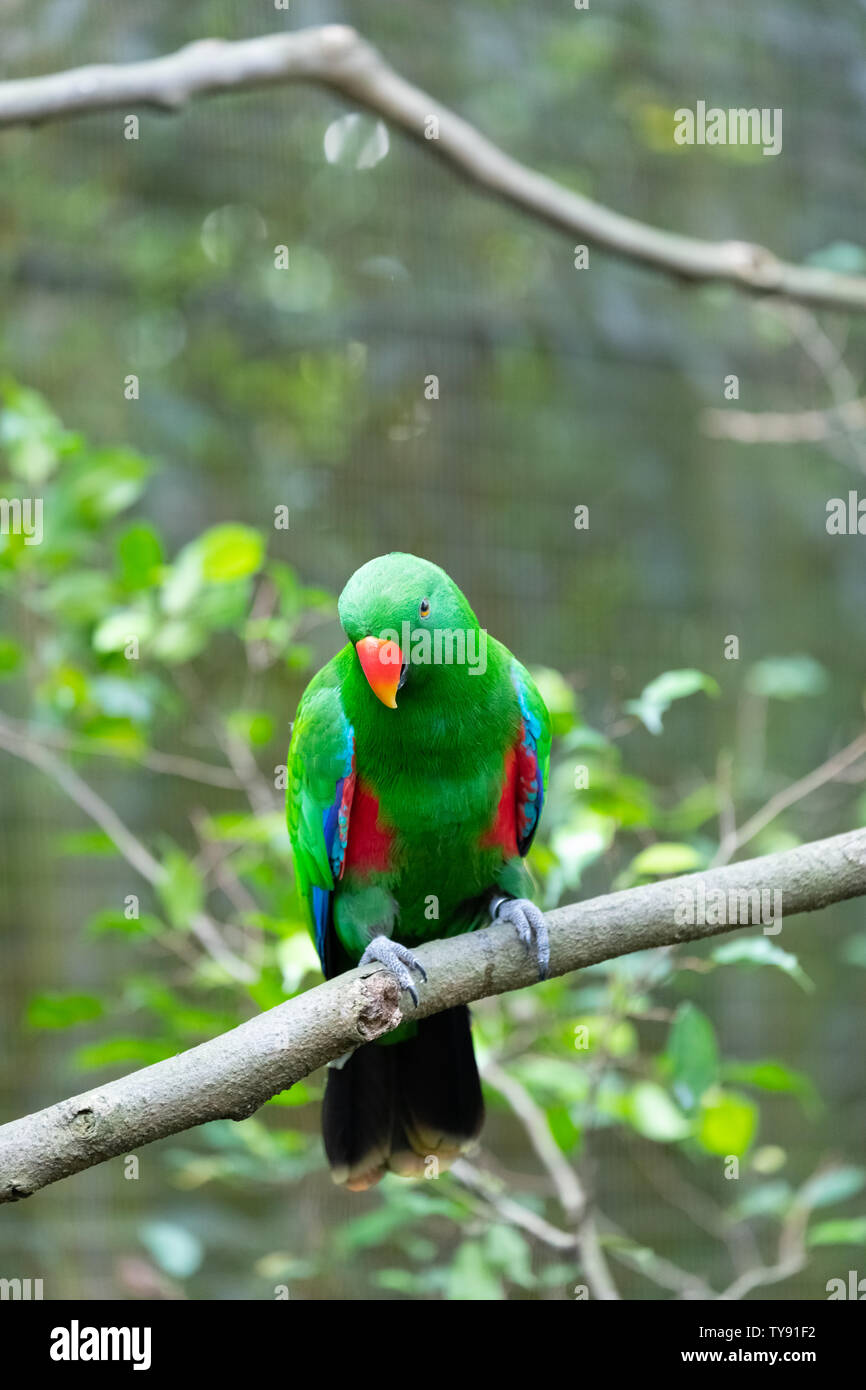 Eclectus Parrot auf dem Baum Stockfoto