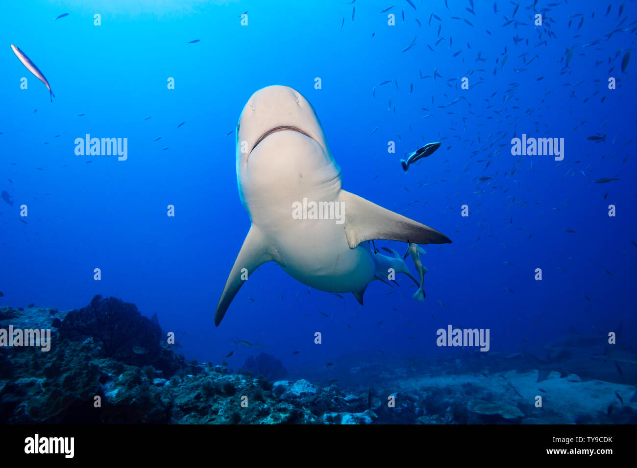 Bull Shark, Carcharhinus leucas, Beqa Lagoon, Fidschi. Diese Art ist für seine Fähigkeit, in frischem Wasser zu überleben, wo es die Geburt es sie gibt bekannt Stockfoto