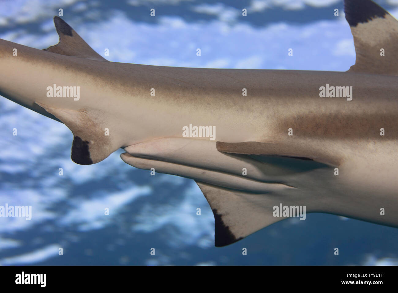 Ein Blick auf die Paarung auf einer männlichen Schwarzspitzen Riffhai, Carcharhinus melanopterus, Yap in Mikronesien. Stockfoto