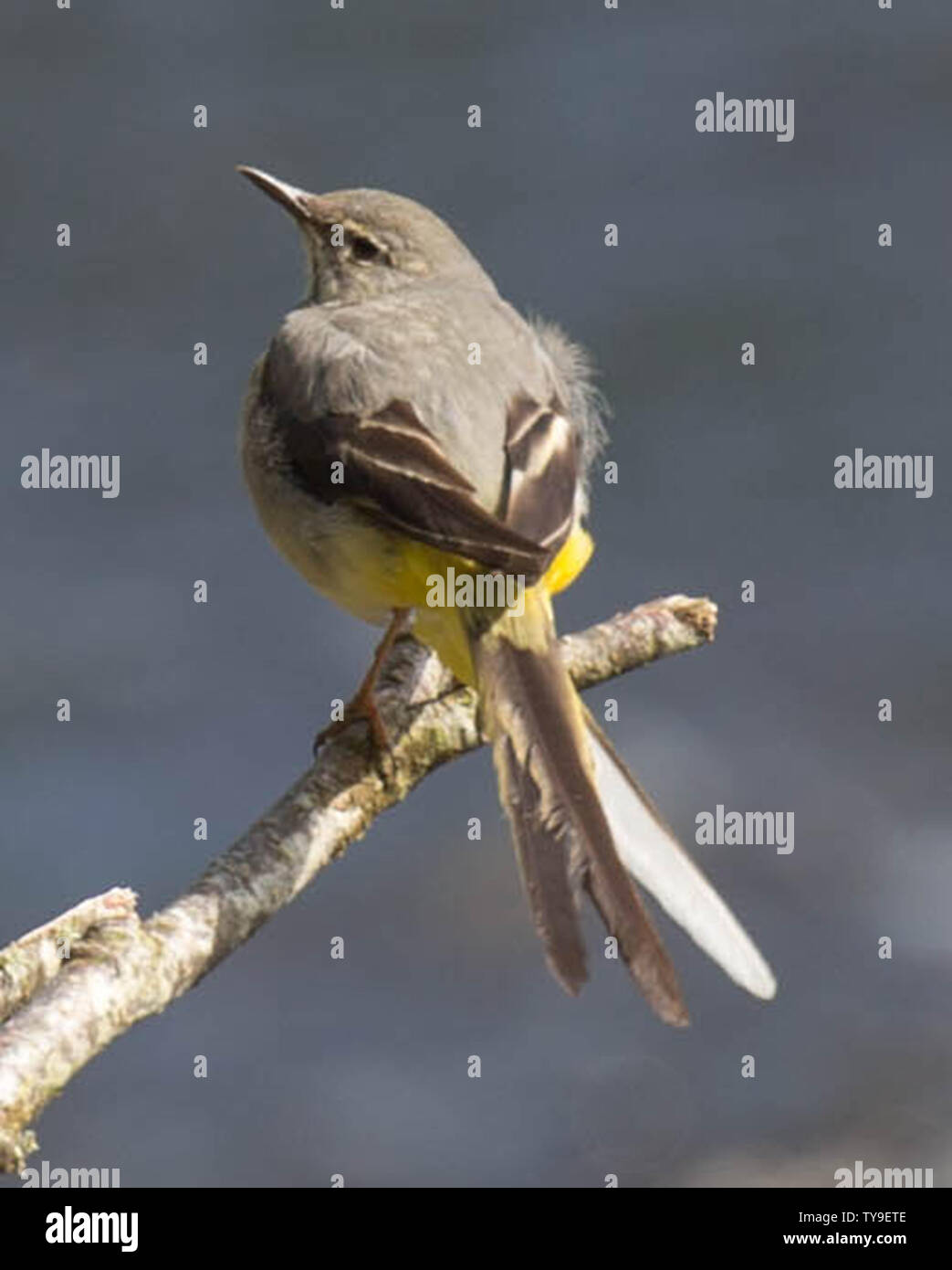 Schafstelze auf einem Zweig Stockfoto