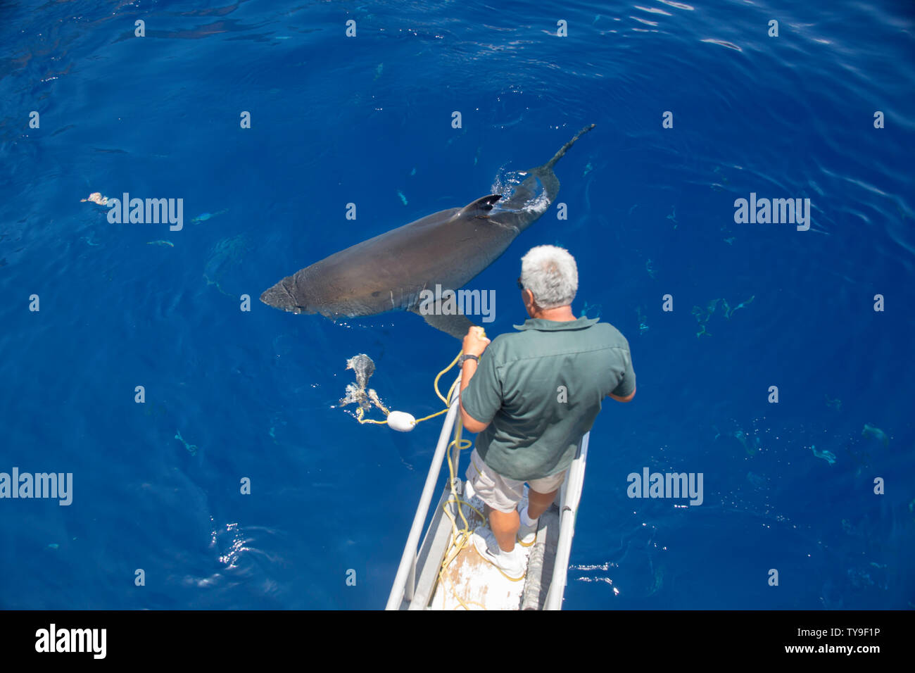 Ein Besatzungsmitglied auf der Solmar V versucht, den Köder weg von diesem great white shark, Carcharodon carcharias zu ziehen, aus Insel Guadalupe, Mexiko. Stockfoto