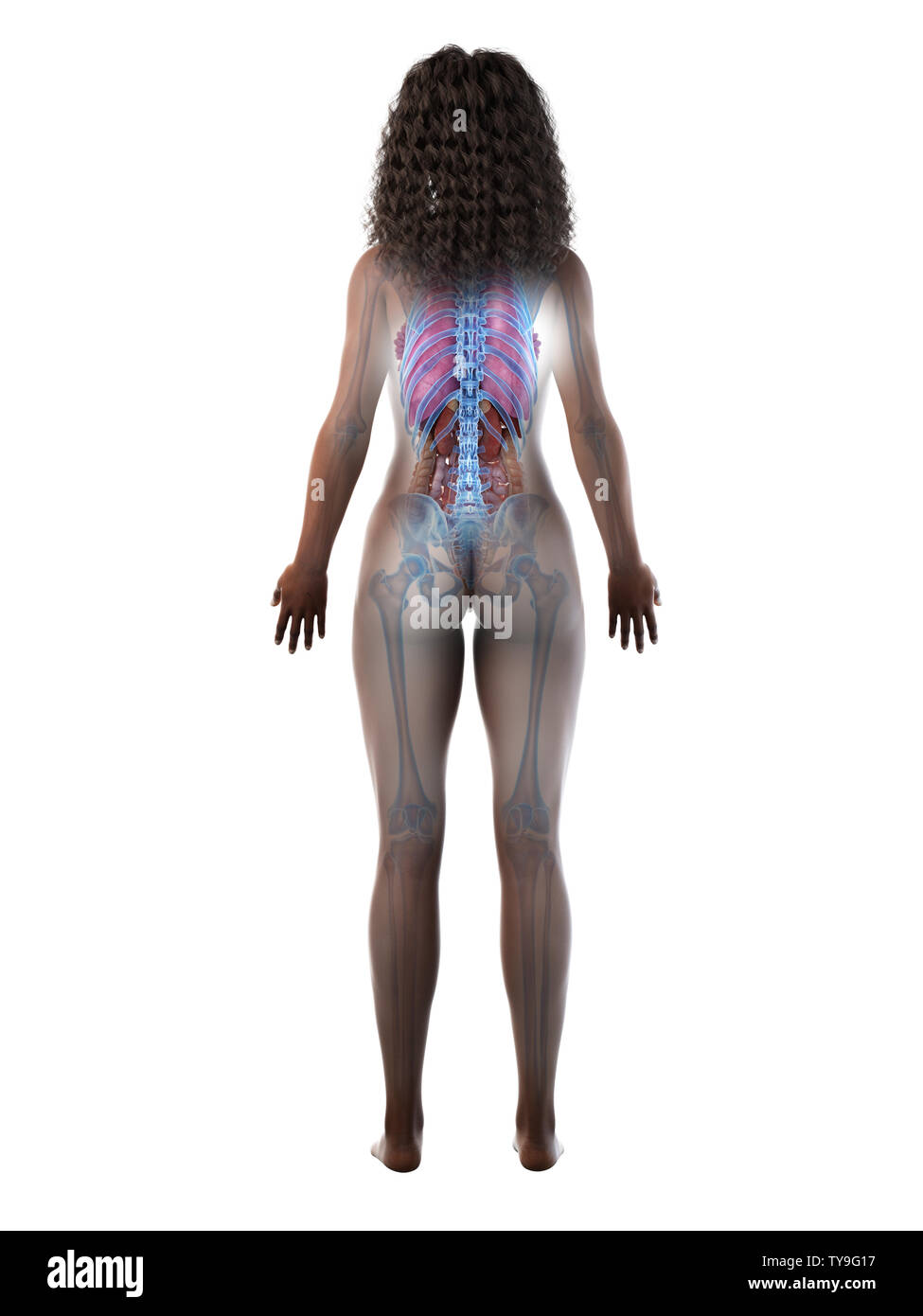 3D-gerenderte Medizinisch genaue Abbildung eines schwarzen Frauen innere Organe Stockfoto