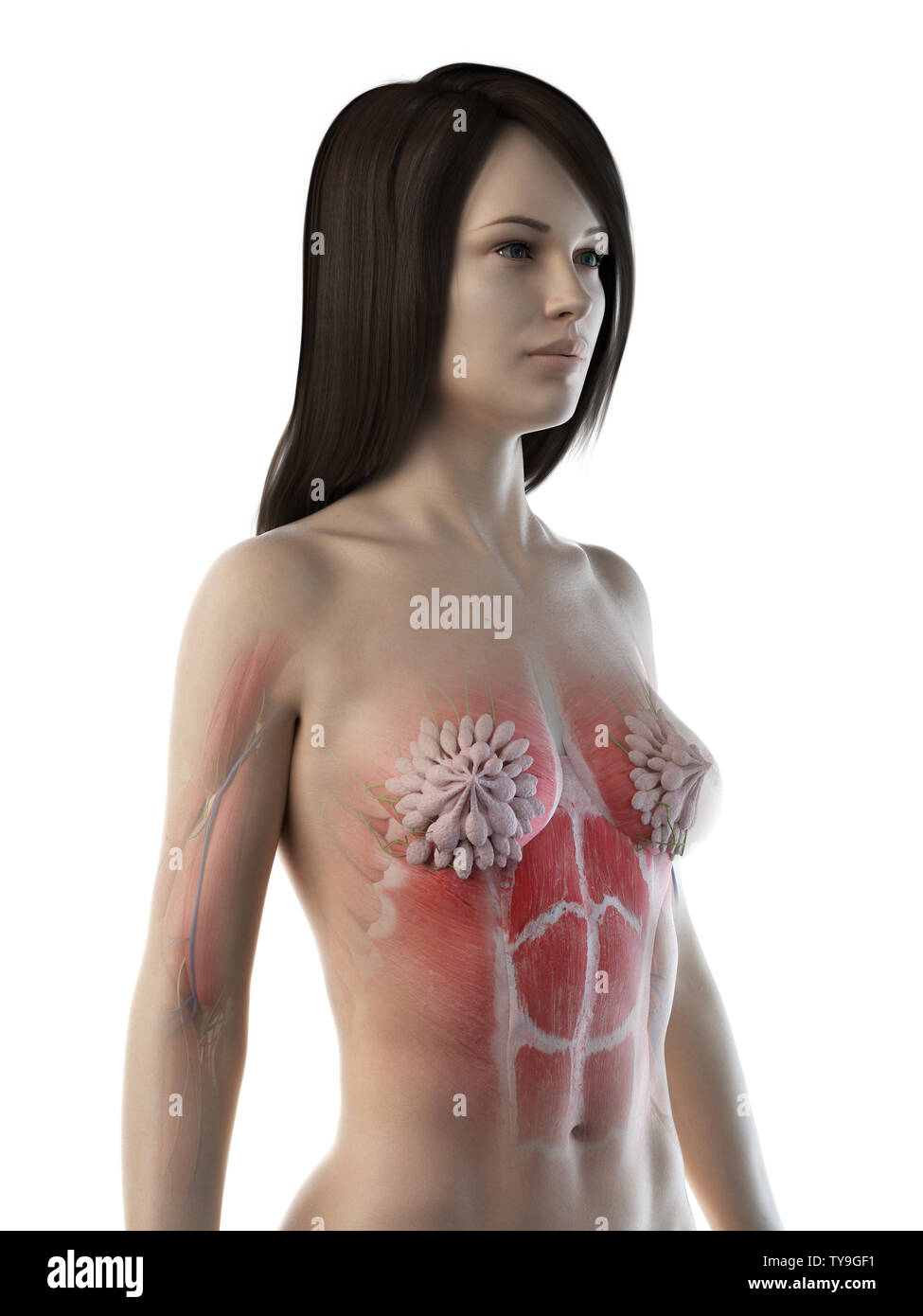 3D-gerenderte Medizinisch genaue Abbildung eines weiblichen Brustdrüsen Stockfoto