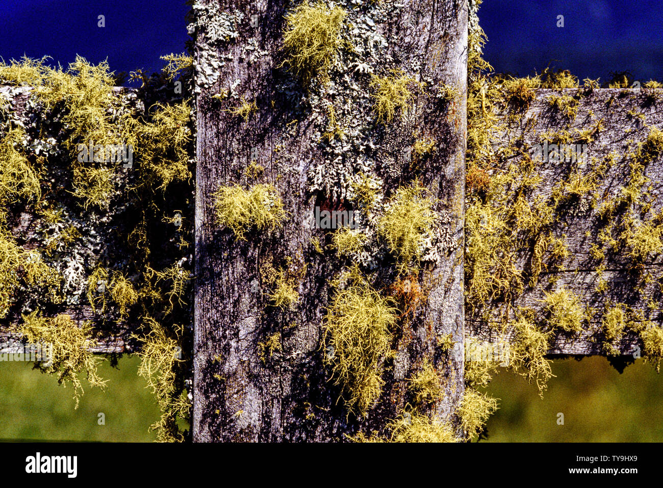 Neuseeland, Südinsel. Alten zaun Pfosten. Foto: © Simon Grosset. Archiv: Bild von einem ursprünglichen Transparenz digitalisiert. Im November 1989 Stockfoto
