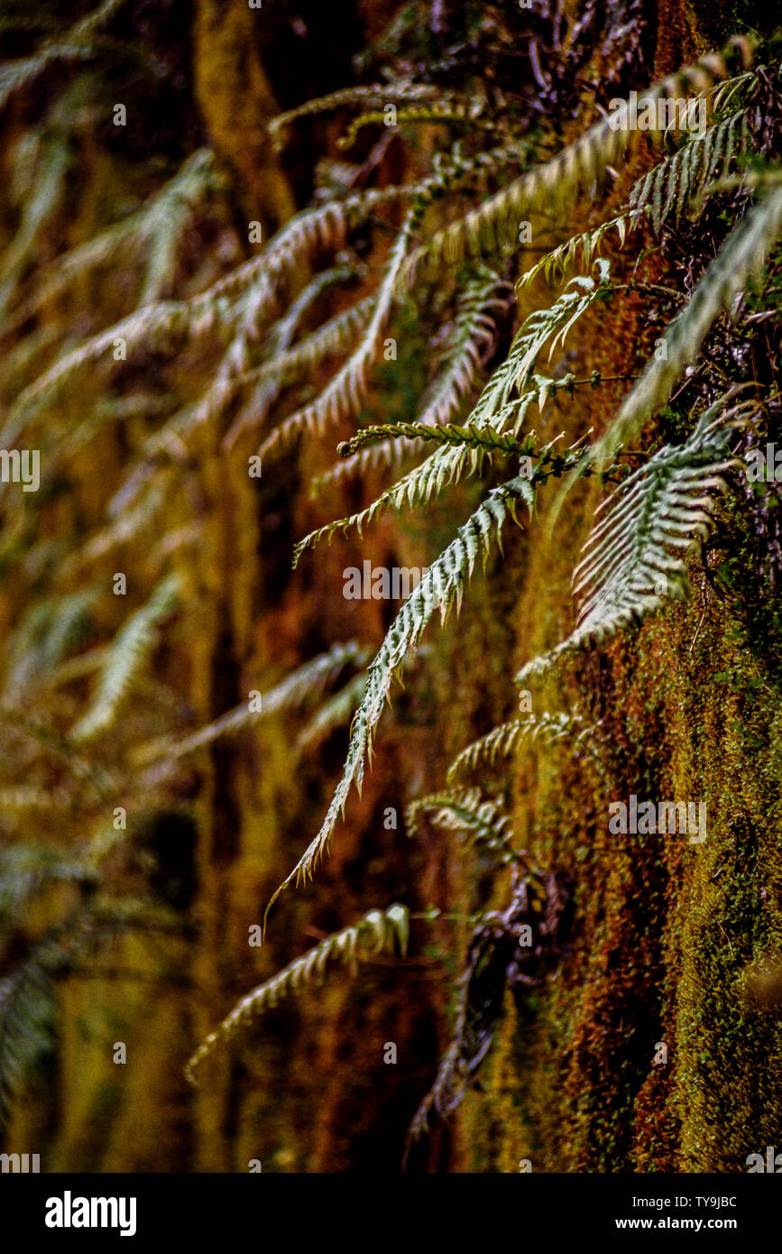 Neuseeland, Südinsel. Westland Tai Poutini National Park, der viele Elemente der gemäßigten Regenwald enthält. wie Farne wachsen in der warmen Stockfoto