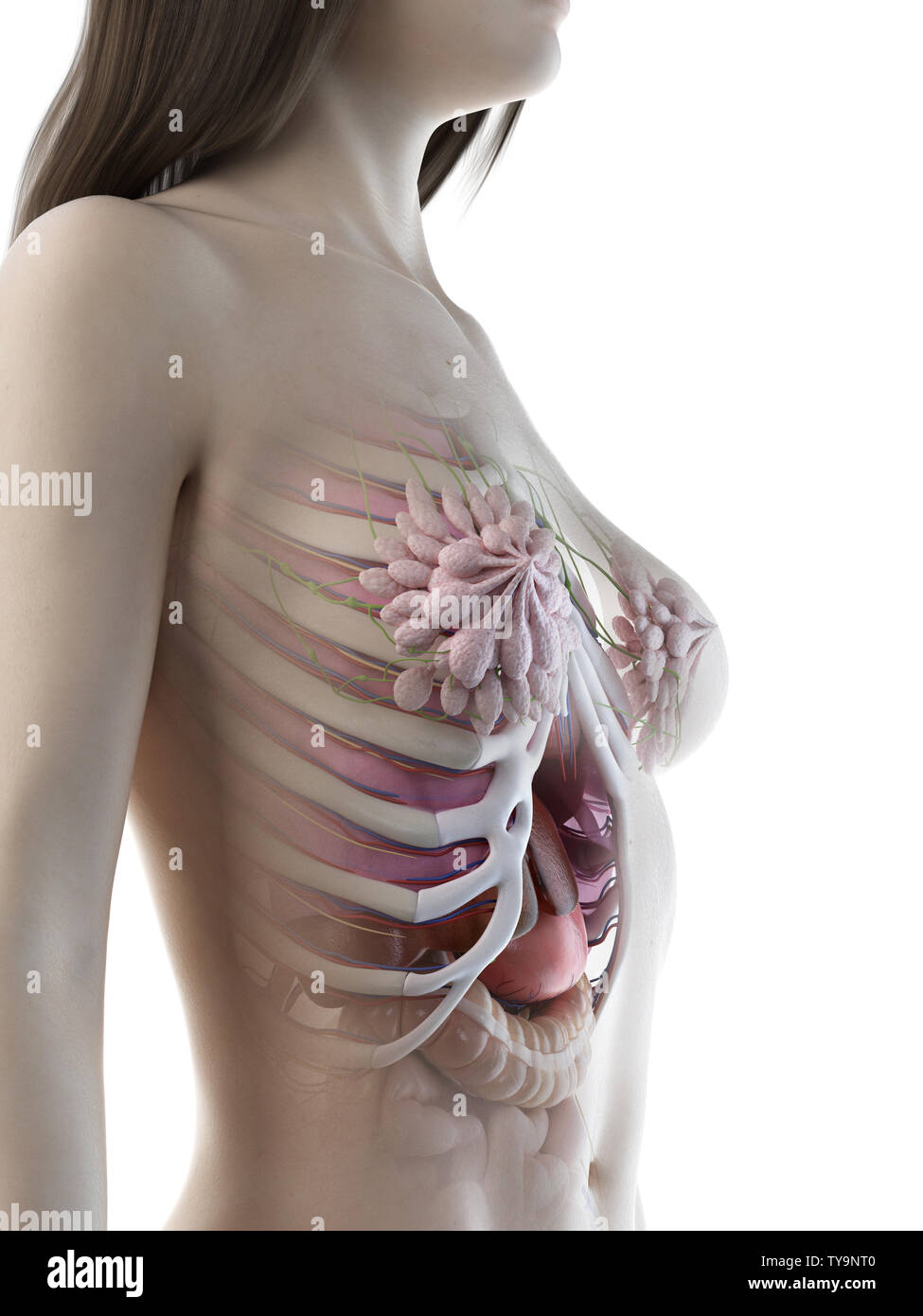 3D-gerenderte Medizinisch genaue Abbildung eines weiblichen Brustdrüsen Stockfoto