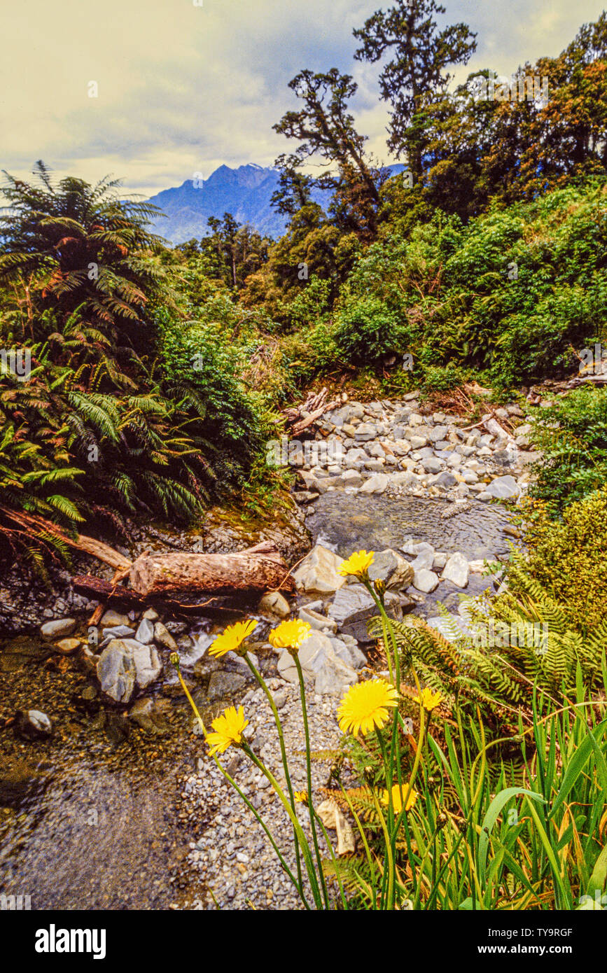 Neuseeland, Südinsel. Westland Tai Poutini Nationalpark, enthält viele elaments der gemäßigten Regenwald. . Foto: © Simon Grosset. Archiv: Stockfoto