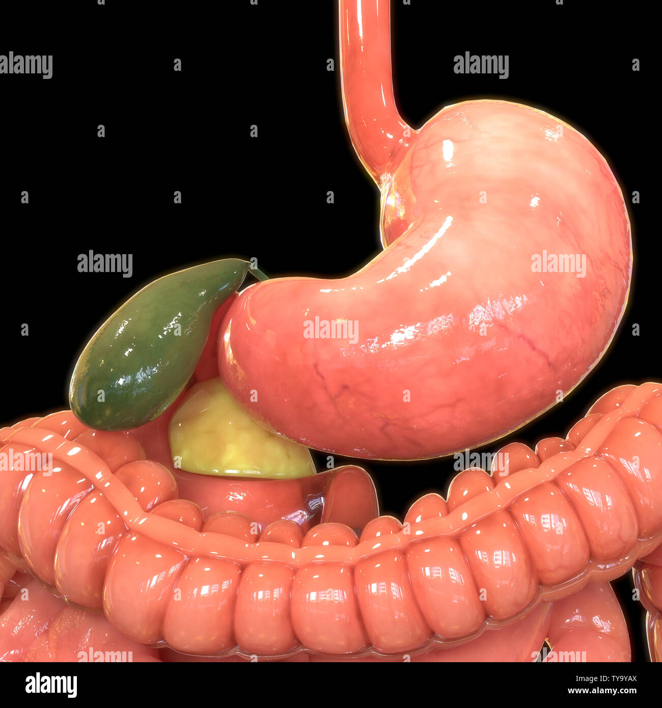 Menschliche Verdauungssystem Magen Anatomie Stockfoto