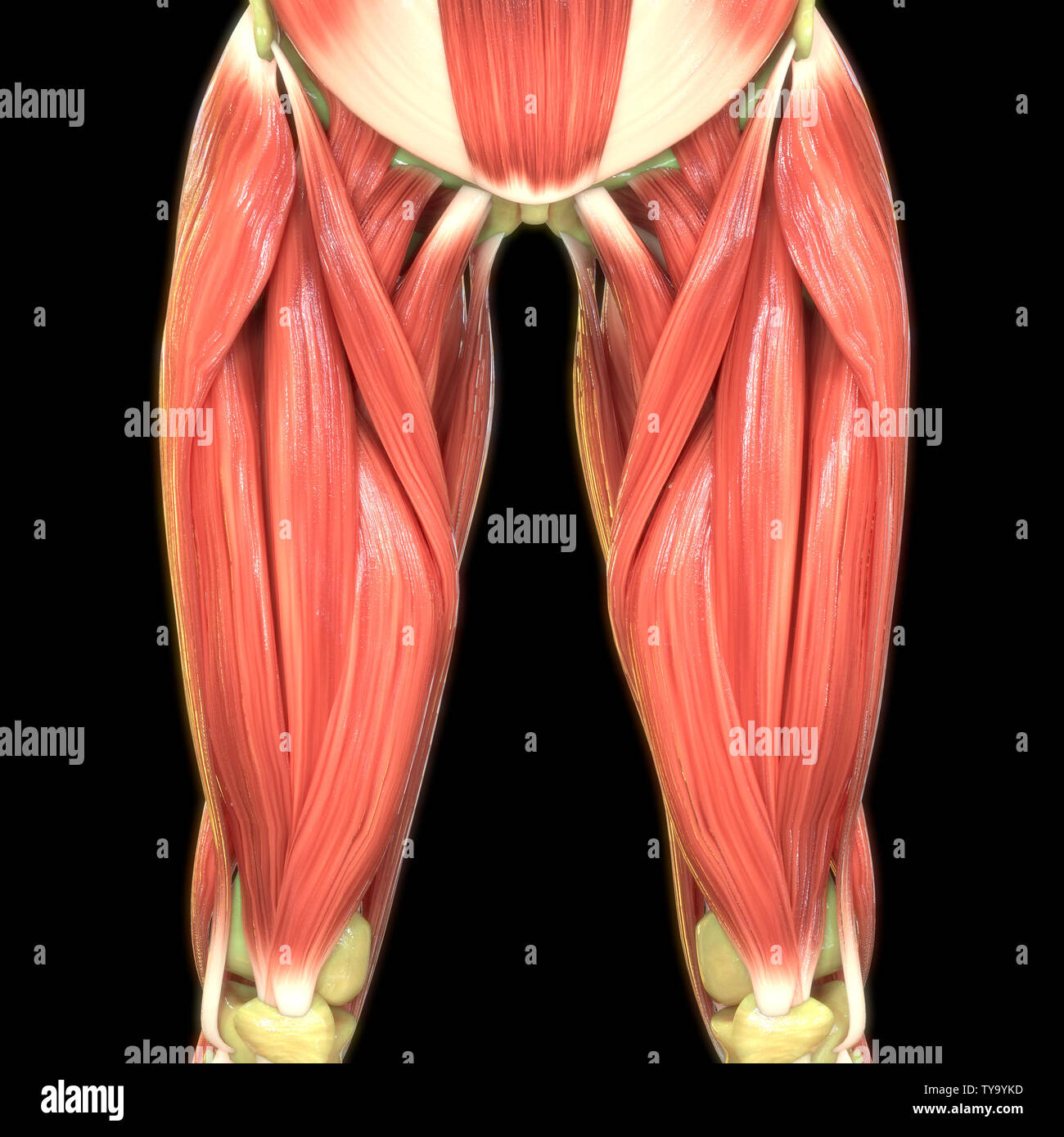Menschliche Körper Muskeln Anatomie Stockfoto
