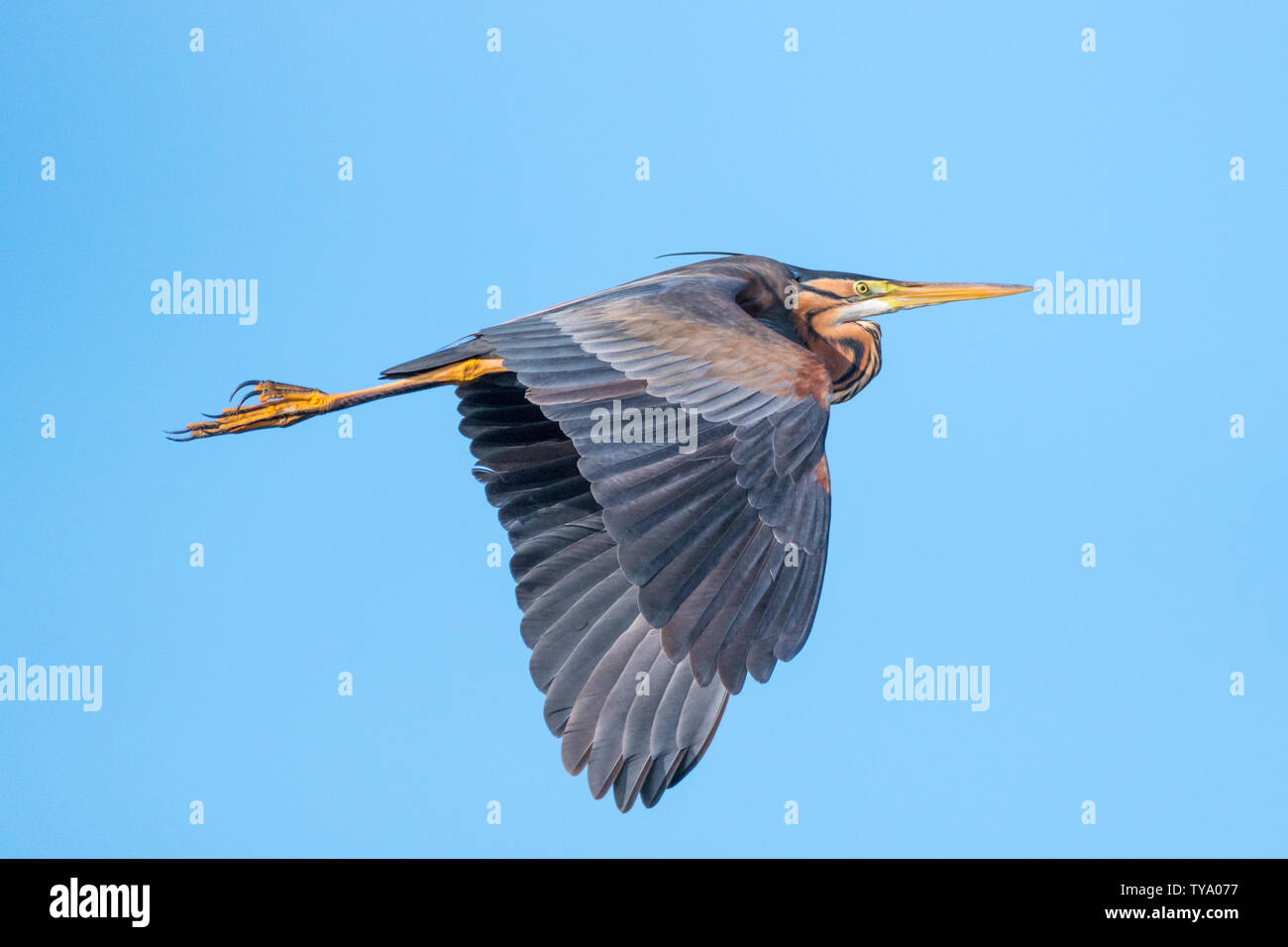 Isolierte Nahaufnahme von einem einzigen Purpurreiher Vogel im Flug - Donau Delta Rumänien Stockfoto